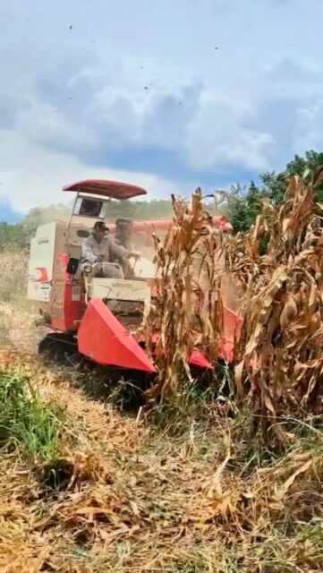 🌽 Un buen empaque también hace la diferencia.

El costal 60*115 cm es una opción práctica, resistente y versátil para el manejo y almacenamiento de productos agrícolas.

📦 Disponible en Ecopack y Metales.

#ecopackymetales #costales #empaques #industriaagrícola #sacosdepolipropileno